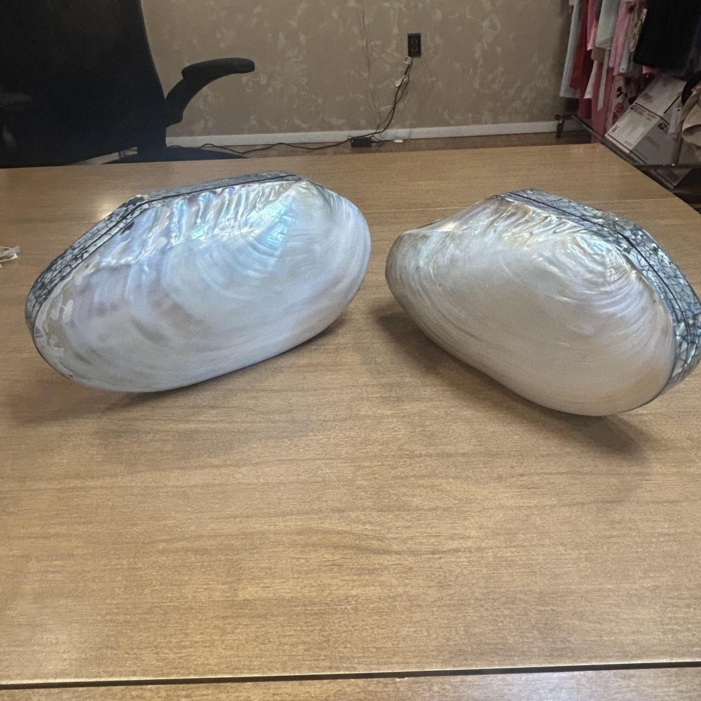 World Market White Large Shell Jewelry Boxes Set Of 2 Oval Mosaic Decor Nautical